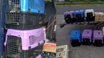 Un bulgar a vrut să intre în România cu 47 de păsări exotice în microbuz