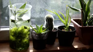 Cum să ai grijă de plantele din locuinţă? 4 metode simple şi eficiente