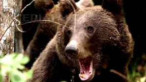 Ciobanul căutat după atacul ursului a fost găsit mort