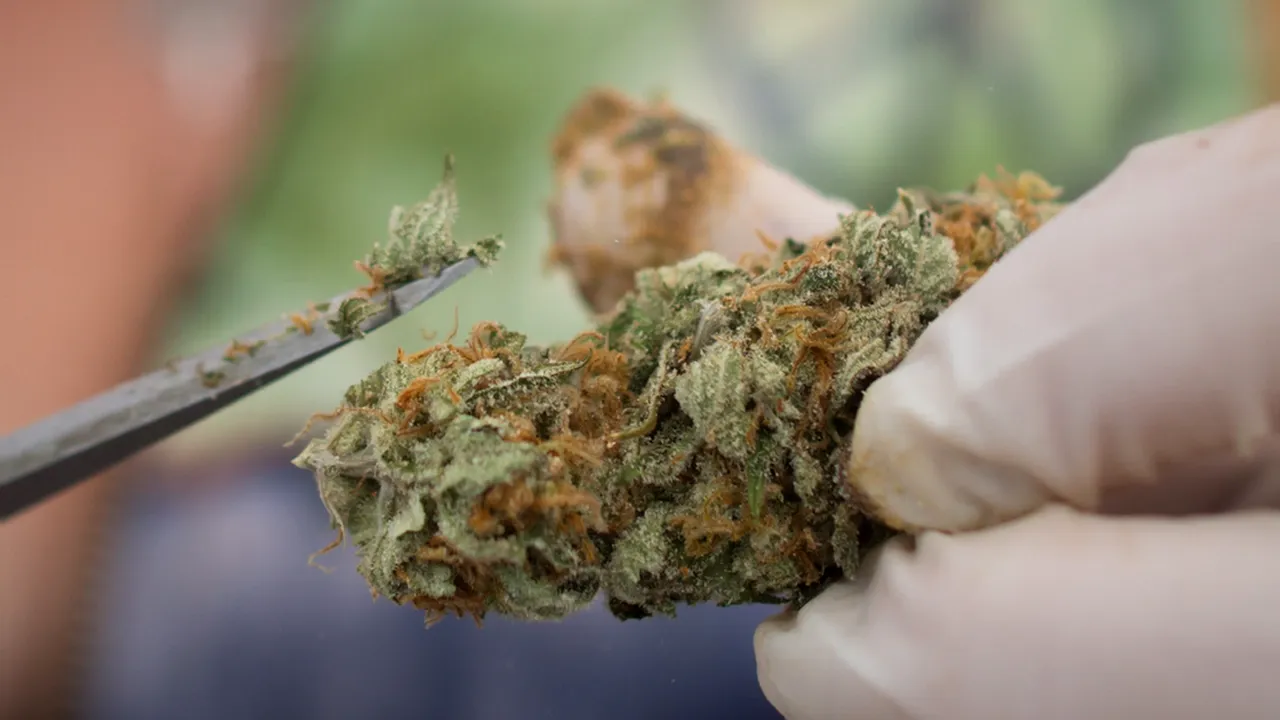 Consumul de canabis a explodat pe măsură ce a fost legalizat, dar şi în timpul pandemiei