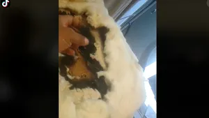 VIDEO „Imaginaţi-vă de câţi sclavi a fost nevoie!” Un restaurator de mobilă arată, într-un clip viral pe TikTok, un scaun vechi de 200 de ani, făcut din păr uman
