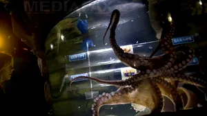 Pronosticul caracatiţei Iker: Manchester United câştigă Liga Campionilor