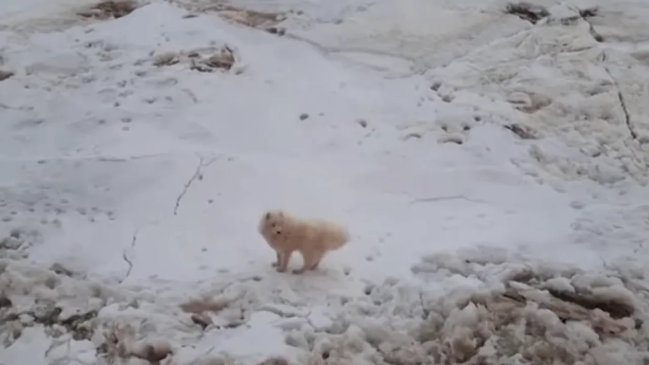 VIDEO Un căţel din Rusia a rămas blocat pe gheaţă 7 zile. Cine l-a salvat