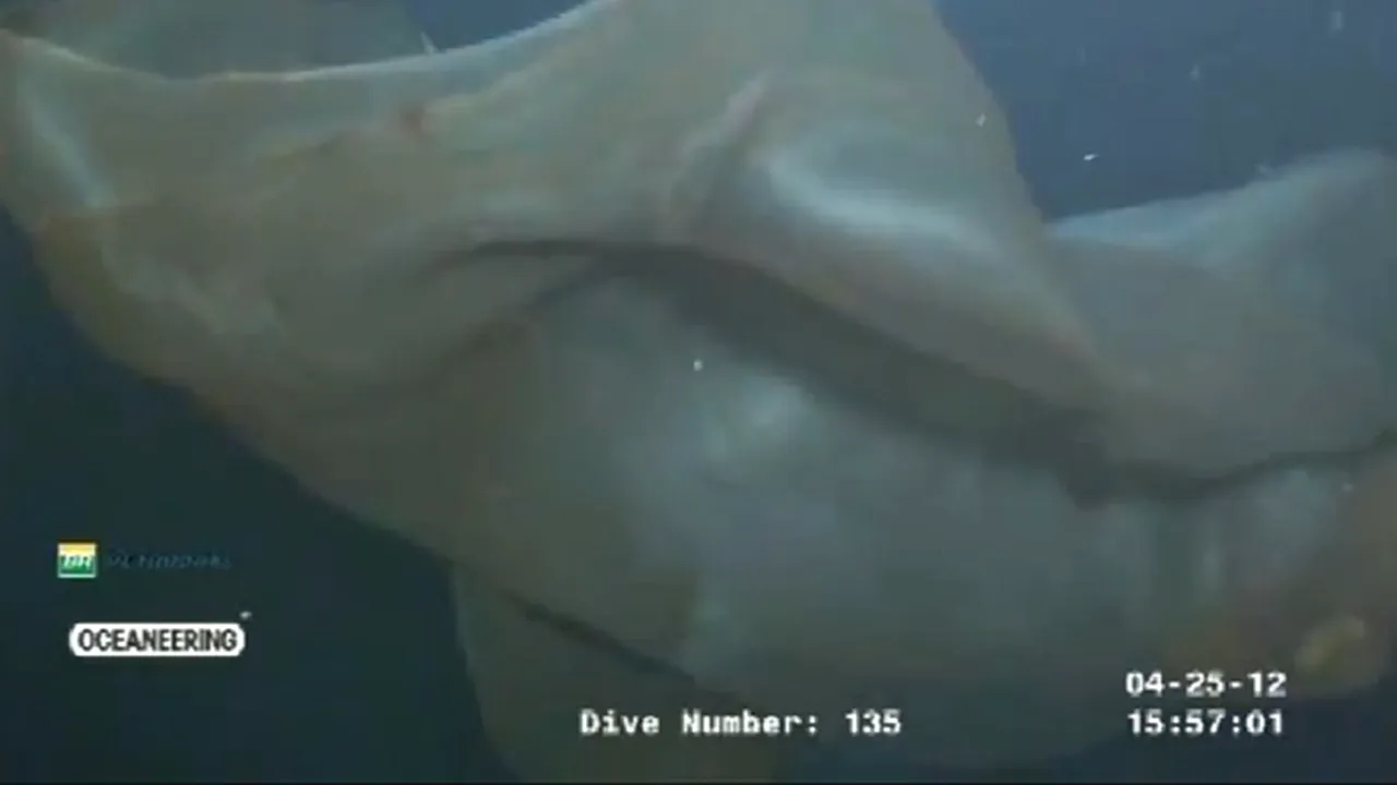 O creatură MISTERIOASĂ, filmată la mare adâncime? Nimeni nu poate spune exact ce este - FOTO, VIDEO