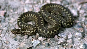 Vipera mart meg egy egyetemi hallgatót a Retyezát-hegységben