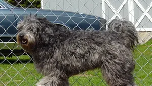 Obama va aduce la Casa Albă un câine de apă portughez sau un labradoodle