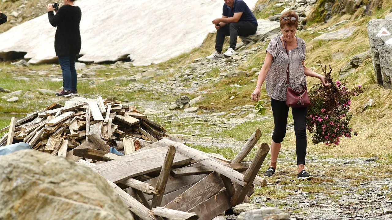 Florile de munte, în pericol din cauza turiştilor/Salvamont: „Tufele distruse de bipedul din imagine au cel puţin 30 de ani şi se vor usca imediat”
