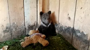 Doi pui de urs, salvaţi dintr-un puţ abandonat. Unul a urcat pe un buştean, altul a fost tranchilizat - VIDEO 