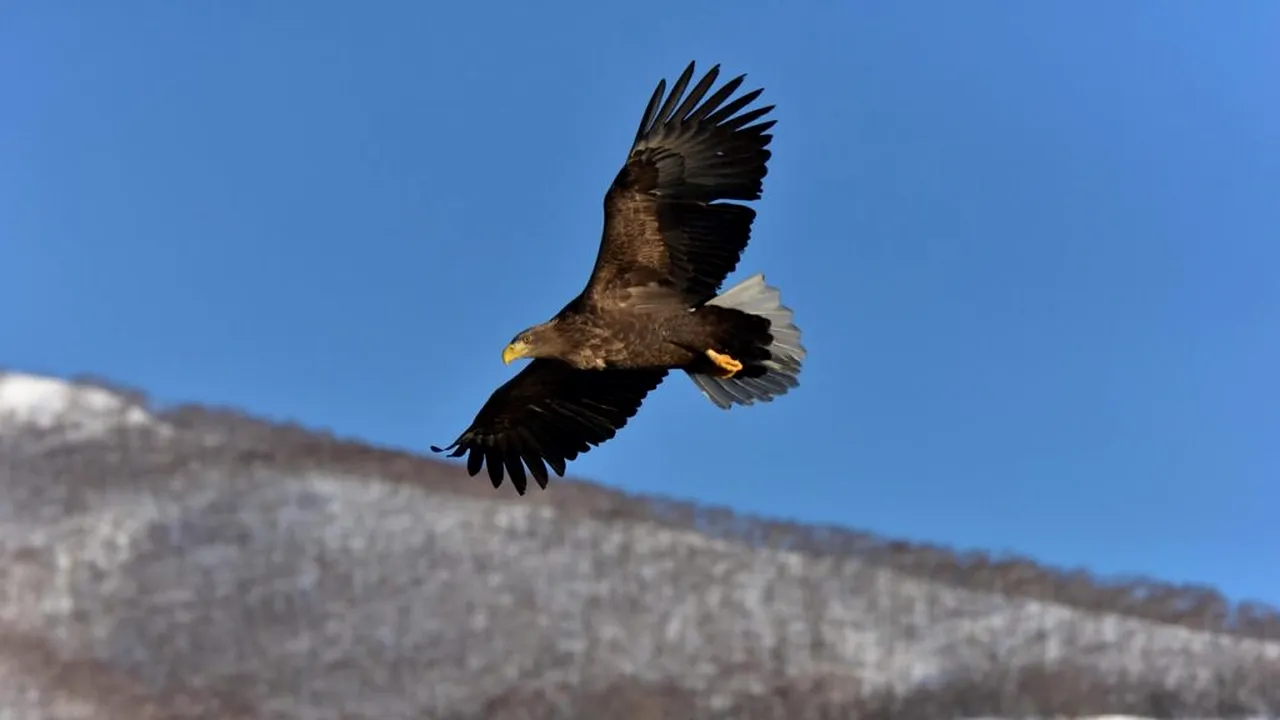 Un parc eolian, închis pe termen lung deoarece un vultur a fost omorât de elicea unei turbine