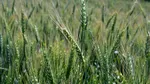 Fermierii Europei trec pe „tura de noapte” din cauza caniculei. Recoltele scad, iar vechile calendare agricole nu mai funcționează