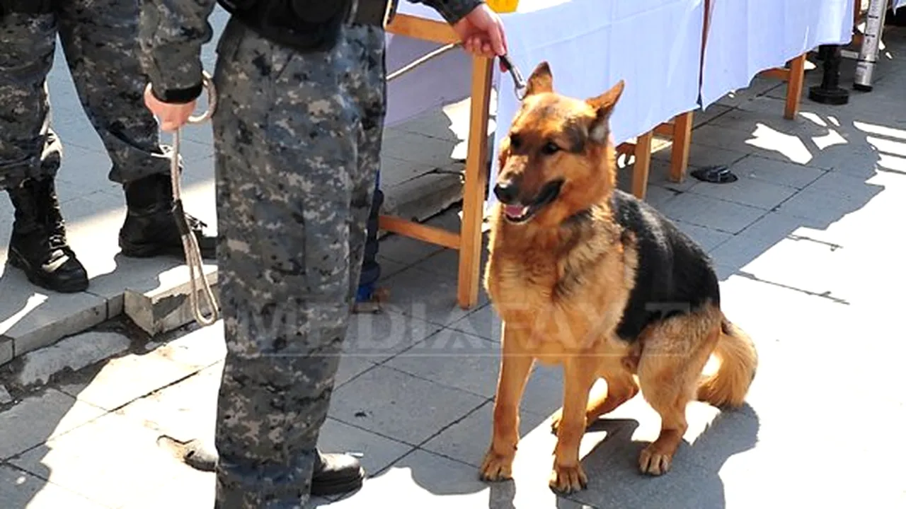 Câine care detectează mirosul cadaveric de sub apă, cel de sânge şi lichid seminal, dresat la Sibiu