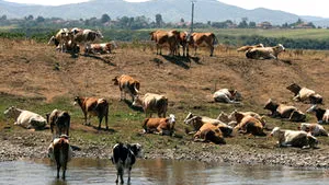 Farmer Threatens To Bring 1,250 Cows To Govt HQ, In Protest To Romania’s Lack Of Support