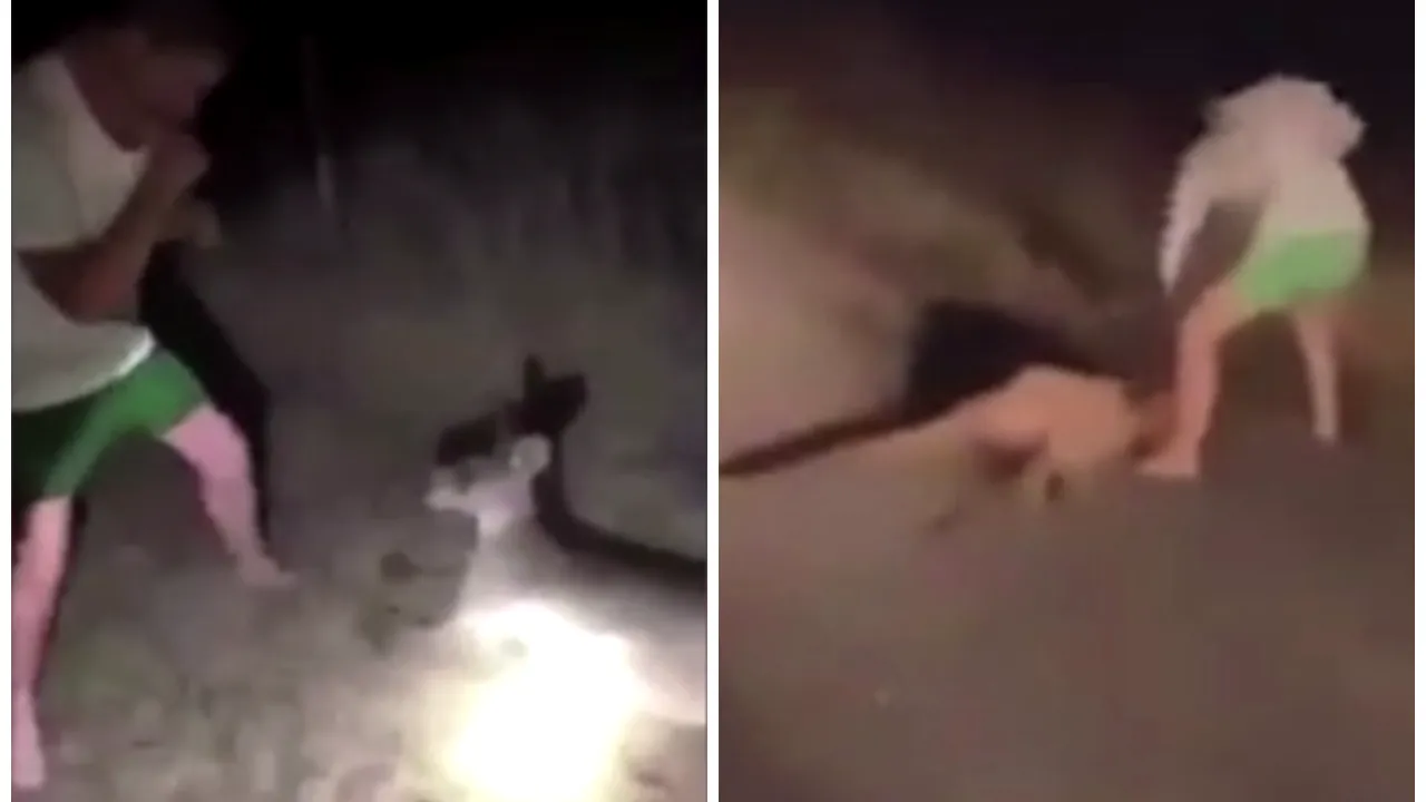 Imagini revoltătoare. Cangur rănit, bătut cu bestialitate de un bărbat, în timp ce prietenul lui râdea în fundal. VIDEO