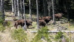 Primele imagini cu cei 8 zimbri eliberaţi în Munţii Fagăraş, după 200 de ani de la dispariţia lor din zonă