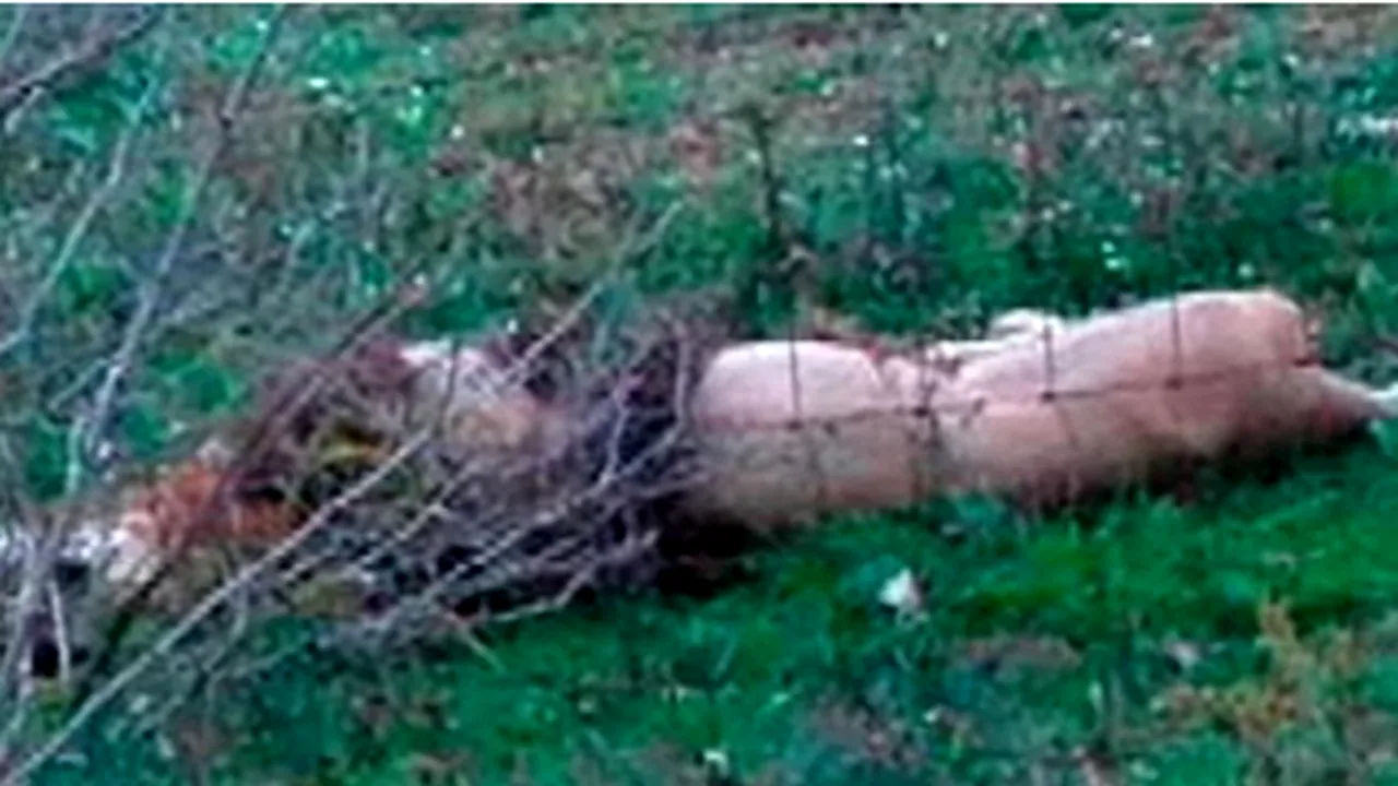 Baie de sânge: 48 de animale sălbatice, ucise după ce au fost lăsate libere de proprietarul lor - VIDEO