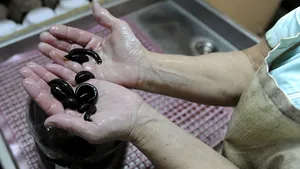 Tratamentul terapeutic cu lipitori, în mare vogă