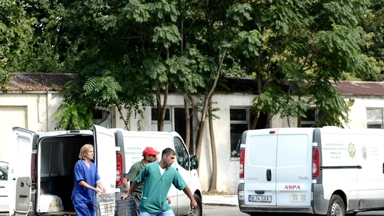Cazul copilului omorât de câini în Capitală: Ce spune femeia care avea în grijă unul dintre câinii ucigaşi