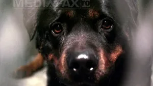 Colegiul Medicilor Veterinari: Preţul microcipării şi înregistrării câinilor cu stăpân ar putea porni de la 35 de lei