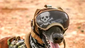 Dispozitivul dezvoltat de armata americană pentru a proteja unii dintre cei mai valoroşi soldaţi, câinii săi