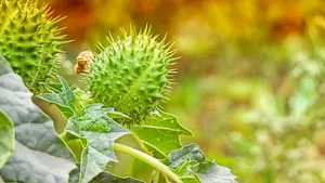 Invazia misterioasă. O țară este invadată de o plantă otrăvitoare, autoritățile și cercetătorii, luați prin surprindere