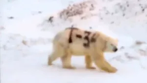 Cercetătorii ruşi, alarmaţi de apariţia unui urs polar cu mesajul „T-34” pe corp. Explicaţia pentru imaginile virale. VIDEO
