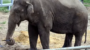 Unicul elefant al grădinii Zoo din Kiev a murit, probabil otrăvit
