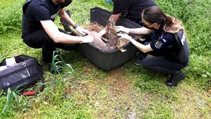 O căprioară a fost rănită de o maşină pe DN 11A în Vrancea. A fost sesizată protecţia animalelor
