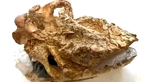 Descoperire spectaculoasă în Creta: craniul unui rinocer cu două coarne, vechi de 8 milioane de ani