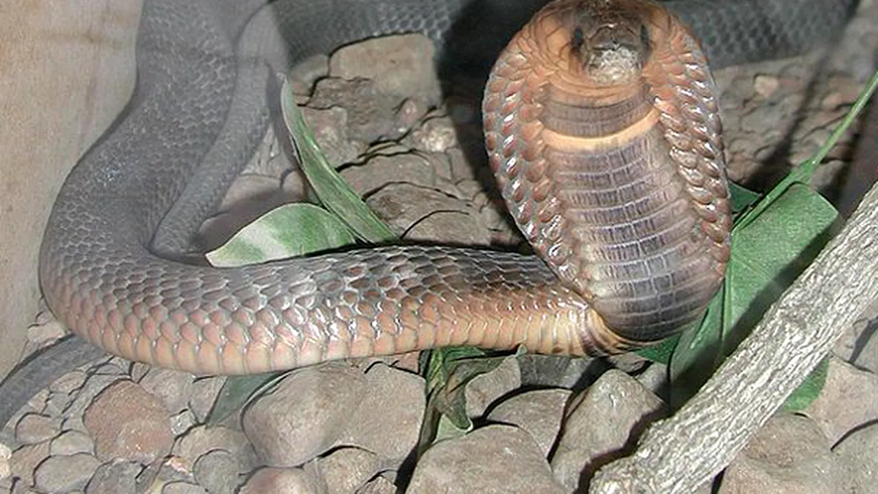 Cobra egipteană scăpată de la Bronx Zoo din New York a fost găsită