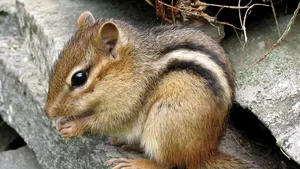 O veveriţă i-a ajutat pe cercetători să aducă la viaţă o floare care a trăit acum 30.000 de ani. FOTO