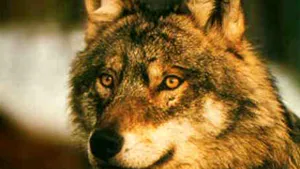 Vatra Dornei: O haită de lupi a atacat, în plină zi, o turmă de oi