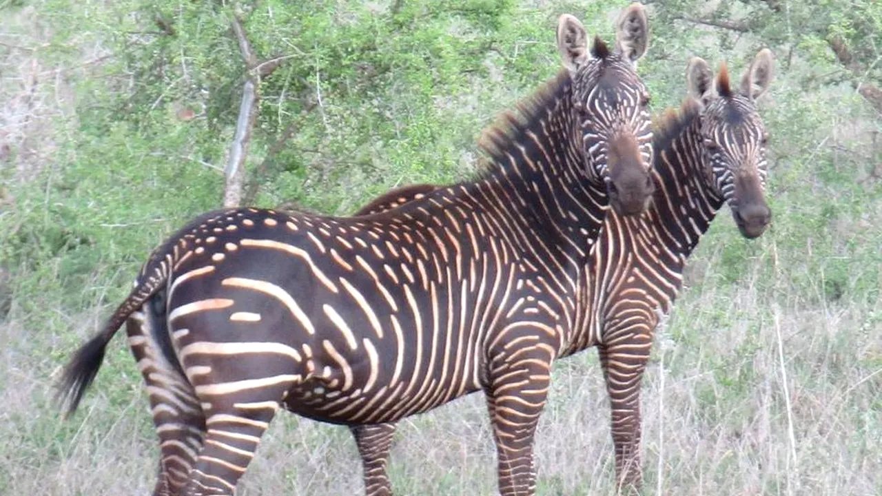 Zebra imperială, cea mai rară din lume, este în pericol din cauza secetei din Kenya