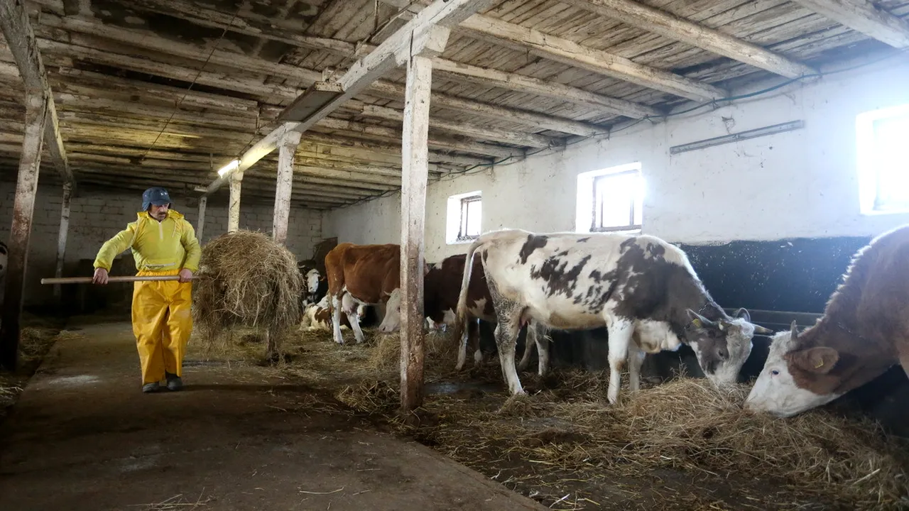 GALERIE FOTO Unsprezece oameni ai străzii sunt angajaţi cu forme legale la o fermă din judeţul Timiş