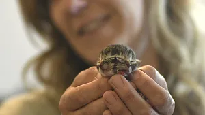 VIDEO. Mutaţie stranie: Pisica cu două feţe