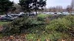Buzoianu: 5.000 de arbori tăiați ilegal într-o zonă din Brașov. „Una dintre cele mai mari tăieri descoperite în ultimii ani”
