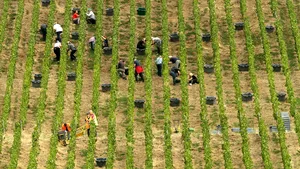 Războiul şampaniei în Franţa între producători şi cultivatori. Se aşteaptă la pierderi de 1,7 miliarde de euro în 2020