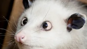 Oposumul Heidi a greşit o singură predicţie legată de câştigătorii Oscarurilor