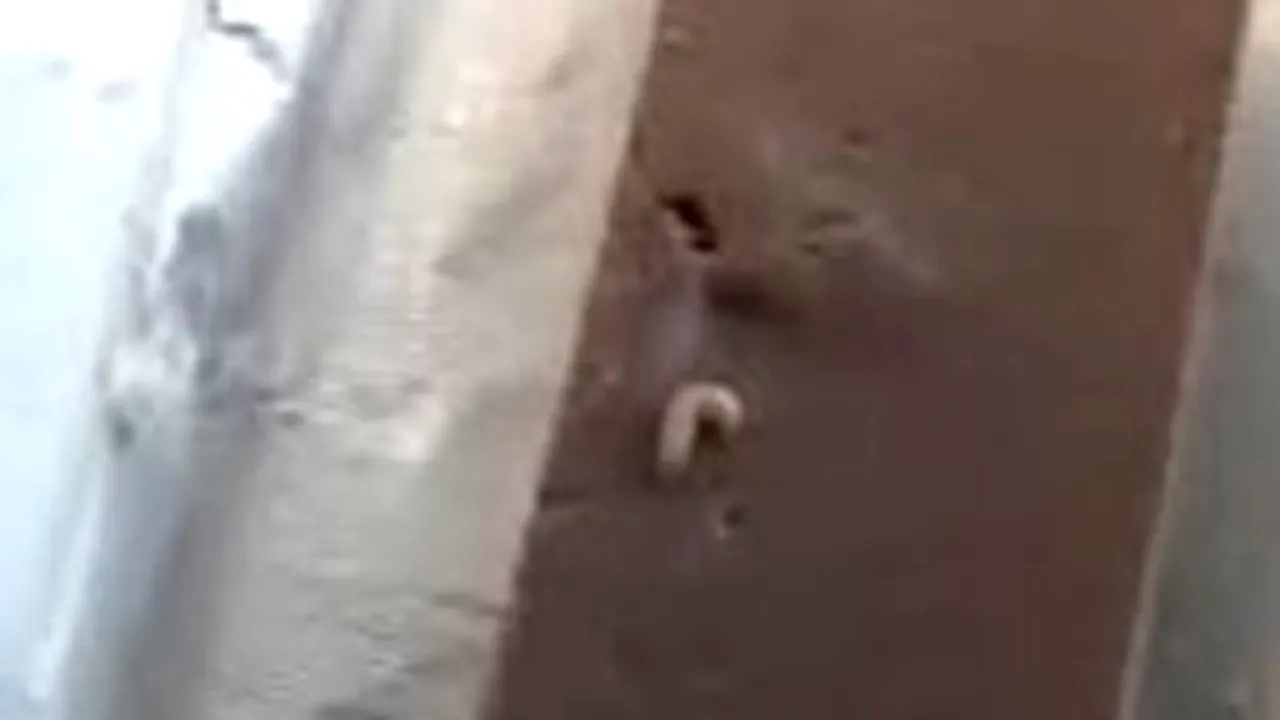 Alba Iulia: Ciocolată cu viermi la vânzare într-un supermarket (Video)