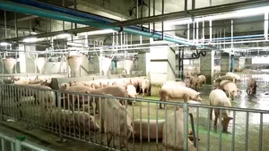 Porci crescuţi într-un zgârie-nori cu 26 de etaje