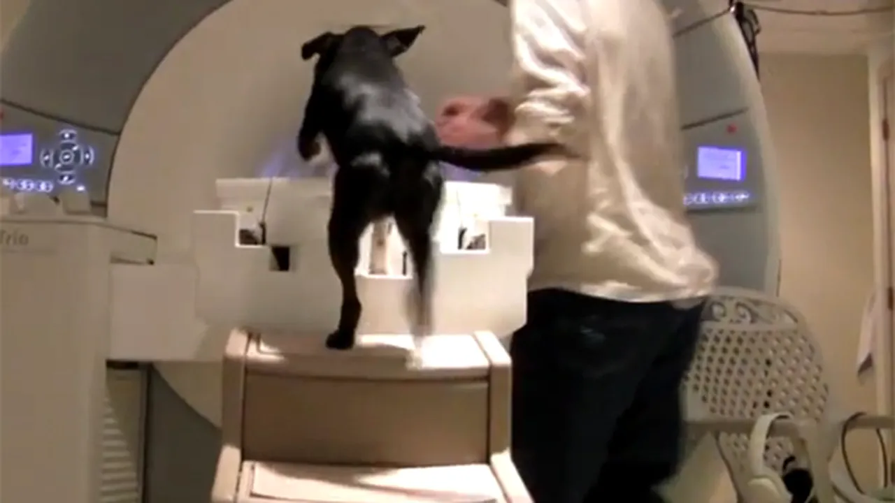 Ce cred câinii despre noi? EXPERIMENTUL INEDIT care arată ce este în mintea celui mai bun prieten al omului - VIDEO