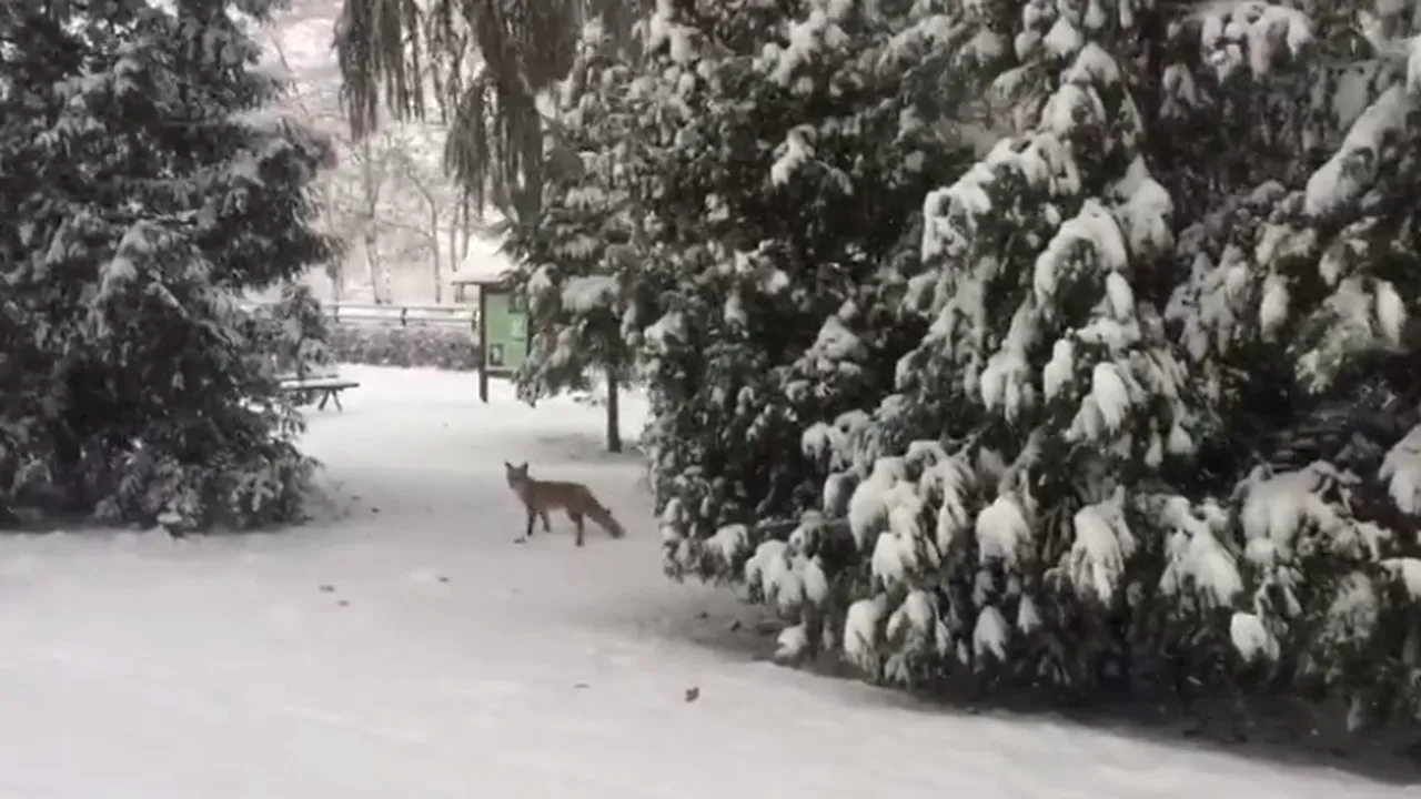 Vulpe filmată plimbându-se prin Braşov, în curtea Facultăţii de Silvicultură a Universităţi | VIDEO