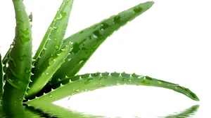Aloe vera stimulează procesul de refacere a pielii