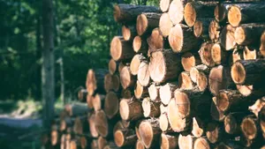 Soluţiile PLUS, după ce Comisia Europeană a activat procedura de infringement: Primul pas e transparentizarea pieţei lemnului în România