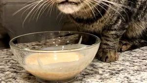 Cine este noua „Grumpy Cat”, Kitzia. Imaginile care fac deliciul internauţilor