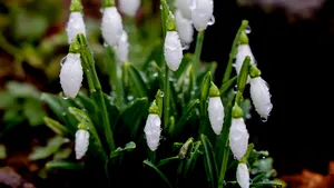 Primăvara va începe cu temperaturi mai mari decât cele specifice perioadei. Prognoza meteo pentru următoarele patru săptămâni