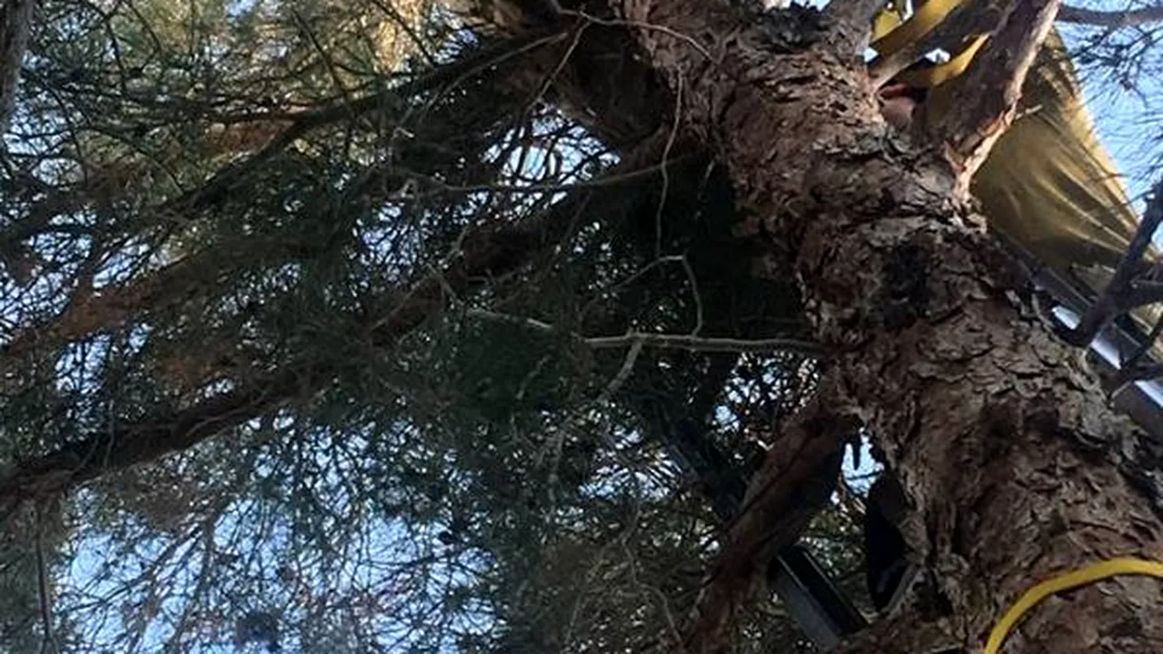 Un bărbat din California a chemat pompierii, după ce a văzut o „pisică foarte mare” într-un copac din grădina sa | FOTO