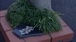 Cel mai mic parc din lume are dimensiunea a patru coli de hârtie A4. Cum arată şi în ce ţară se găseşte