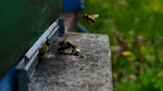 Albinele din Ungaria sunt în pericol să moară de foame. Apicultorii au transmis o scrisoare ministerului