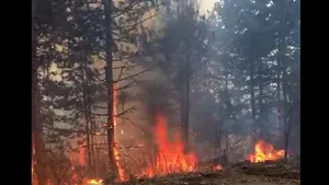 Pădure în flăcări în Braşov. Pompierii au intervinit pentru a stinge incendiul