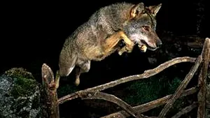 Un lup domesticit, motivul anulării premiului 